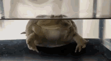 Frog Water GIF - Frog Water GIFs