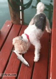 Fish Flaps GIF - Fish Flaps Dog In GIFs