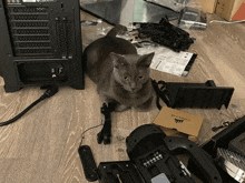 devin computer cute cat schleem