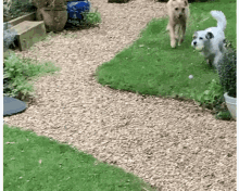 Jump Happy GIF - Jump Happy Dog GIFs