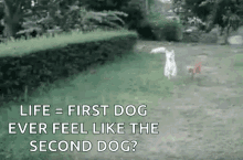 Live Equals First Dog Ever Feel Like The Second Dog GIF - Live Equals First Dog Ever Feel Like The Second Dog Bush GIFs