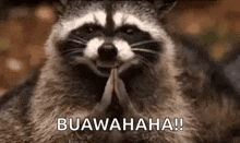 a raccoon is smiling and praying with its hands folded in prayer .