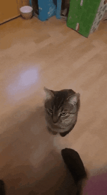 Cat Spin GIF - Cat Spin Backwards GIFs