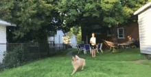 Dog Jump GIF - Dog Jump Frisbee GIFs