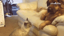 Bite The Pet Collective GIF - Bite The Pet Collective Bark GIFs