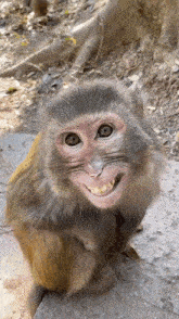 Monkey Trolling Xd Xd Blyat GIF - Monkey Trolling Xd Monke Monkey GIFs