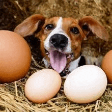 a brown and white dog is sticking its tongue out while sitting in a pile of eggs .