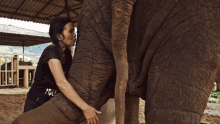Kissing The Elephant The Last Tourist GIF - Kissing The Elephant The Last Tourist Hugging The Elephant GIFs