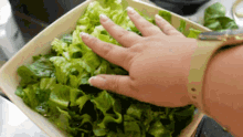 fingers salad