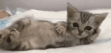 Ogre Cat GIF - Ogre Cat Lounging GIFs