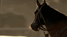 Souffle GIF - Horses Equine Equestrian GIFs
