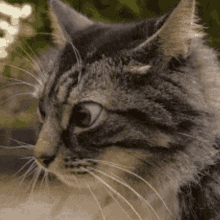 The Cat GIF - The Cat GIFs