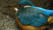 laying eggs kingfisher robert e fuller producing eggs mother bird