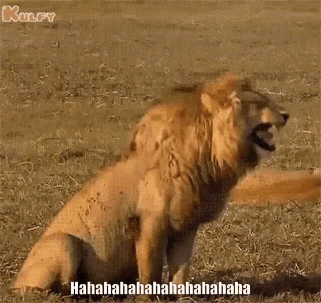 Lion laughing funny video sale