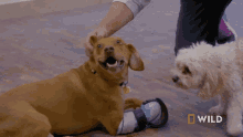 Scratching National Geographic GIF - Scratching National Geographic Wizard Of Paws GIFs