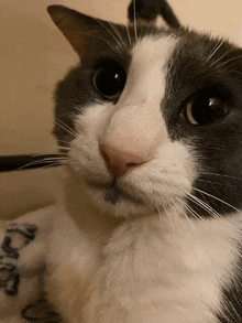 a close up of a black and white cat