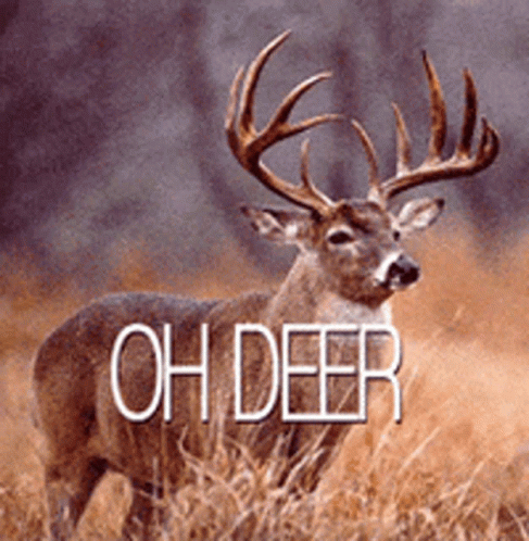 Oh Deer GIFs | Tenor
