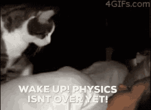 Cat Wake Up GIF - Cat Wake Up Physics GIFs