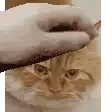 a person is petting a cat 's head with their hand .