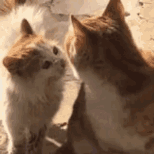 Jikook Jikookcute GIF - Jikook Jikookcute Cat GIFs