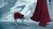 a person in a red cape is walking a dog