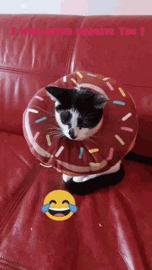 Kitten Donut GIF - Kitten Donut Collar GIFs