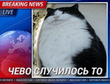 a black and white cat is on a breaking news live screen