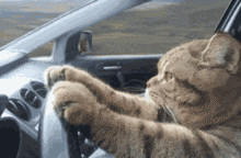 Back On The Road Cat Driving GIF - Back On The Road Cat Driving GIFs