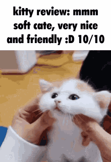 Kitty Review Kitty GIF