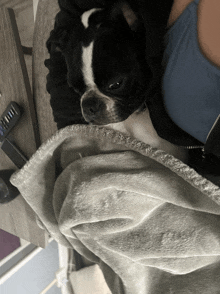 a black and white dog laying under a blanket