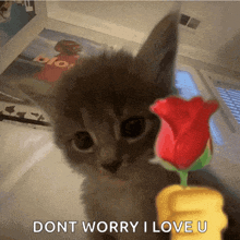 a kitten holding a red rose with the words " dont worry i love u "
