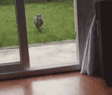 cat owned door open window