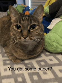 a cat laying on a bed with the words " you got some paper " written below it
