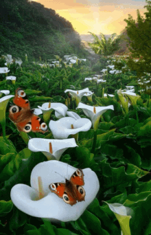 flower velley flower butterflies green white