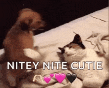 Funny Dog Piles On Cat GIF - Funny Dog Piles On Cat Dog GIFs