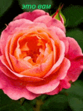 a close up of a pink rose with a green background that says " emo bam " on it