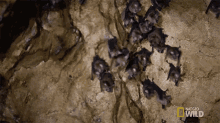cauldron the bat gauntlet bats wild bats bat cave
