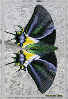 Butterfly Nft GIF - Butterfly Nft Artwork GIFs