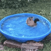 Duck Spin GIF - Duck Spin Meme GIFs