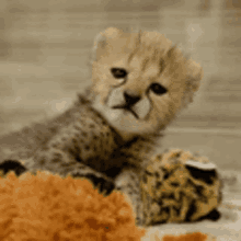 Cute Kitten GIF - Cute Kitten Cheetah GIFs