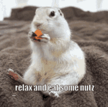 Nuts Hampster GIF - Nuts Hampster Rodent GIFs