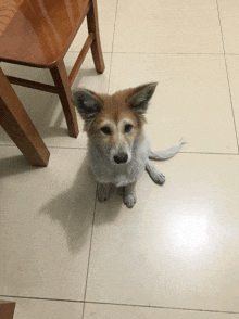 a brown and white dog is sitting on a tiled floor next to a chair