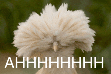 a bird with feathers on its head and the word ahhhh on the bottom right
