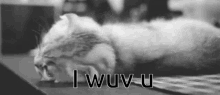 Wuv Cat GIF - Wuv Cat Cute GIFs