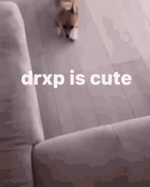 Drxp Drxp Is Cute GIF - Drxp Drxp Is Cute Drxp Is A Cutie GIFs