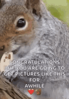 Squirrel Eat GIF - Squirrel Eat Congratulations GIFs