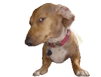 a brown and white dog wearing a red collar and tag