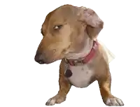 a brown and white dog wearing a red collar and tag