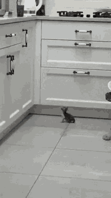Kitten Jump GIF - Kitten Jump GIFs