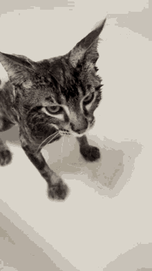 Wesley Cat GIF - Wesley Cat Bath GIFs